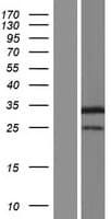 ITM2A Protein (Over-Expression Lysate Myc-DDK (Flag))