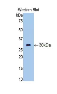 CELA3B / ELA3B Antibody (aa28-269, PE)