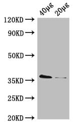 Polyclonal Rabbit anti-E. coli E. coli dcyD Antibody (HRP, WB)