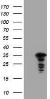 Monoclonal Mouse anti-Human JUN / c-Jun Antibody (clone OTI9F5, IHC, WB)