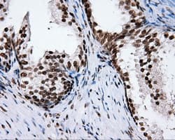 XRCC1 Antibody (clone OTI2F8)