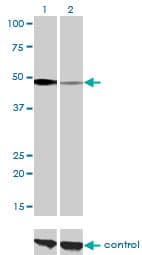 NFI / NFIC Antibody (clone 1C12-2A2)