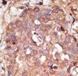 NUB1 Antibody (aa513-542)