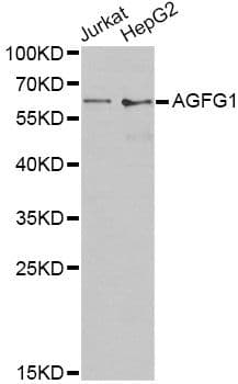 Polyclonal Rabbit anti-Human AGFG1 Antibody (IF, WB)