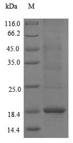 Pig LL37 / Cathelicidin Protein (Recombinant 6His-SUMO, N-terminus)