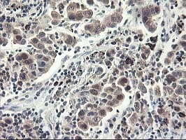 ALS2CR1 / NIF3L1 Antibody (clone OTI5A7, Carrier-free)