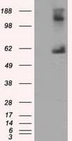 LIPG / Endothelial Lipase Antibody (clone OTI8F8)