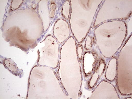 SENP8 Antibody (clone OTI3E4)
