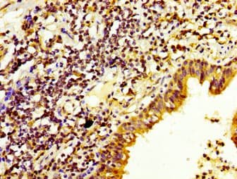 DUSP6 / MKP3 Antibody