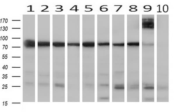 Paraplegin / SPG7 Antibody (aa300-573, clone OTI1C1)