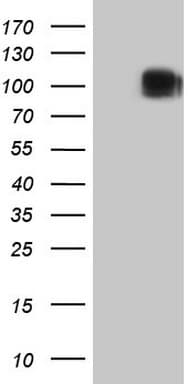 c-Kit / CD117 Antibody (aa27-308, clone OTI2B12, Carrier-free)