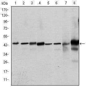 Monoclonal Mouse anti-Human MAPK3 / ERK1 Antibody (clone 100000, IHC, IF, WB)