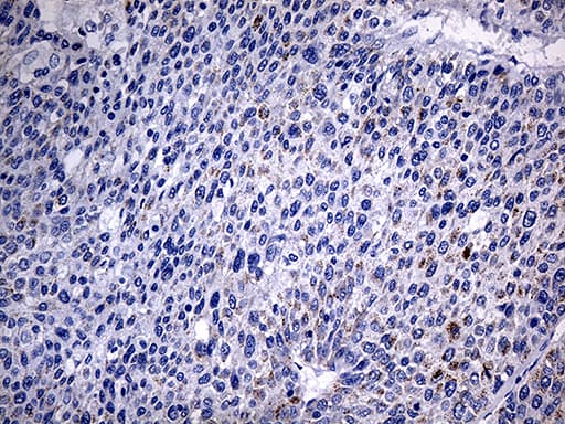 Monoclonal Mouse anti-Human ACAA1 Antibody (clone OTI4F1, IHC, WB)