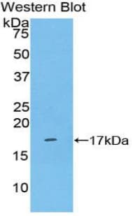 KLRB1 / CD161 Antibody (aa73-188, Biotin)