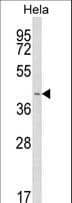 INSIG1 Antibody (aa36-63)