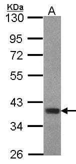 Polyclonal Rabbit anti-Human FOXB1 Antibody (IF, WB)