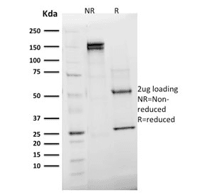 EMD / Emerin Antibody (clone EMD/2168, Azide-free, BSA-free)