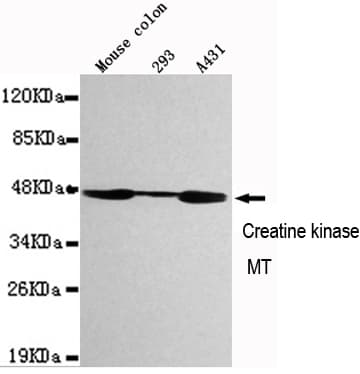 CKMT1B Antibody