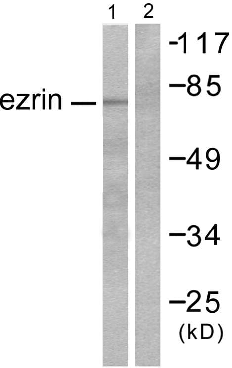 EZR / Ezrin Antibody