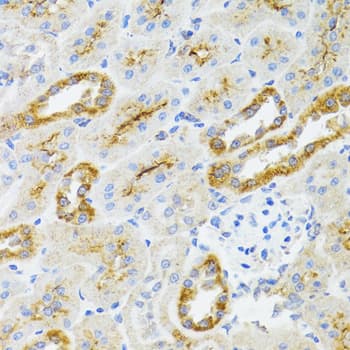 AIFM3 Antibody