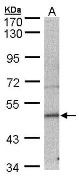 SEPT7 / Septin 7 Antibody (aa1-278)