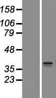 SLC25A44 Protein (Over-Expression Lysate Myc-DDK (Flag))
