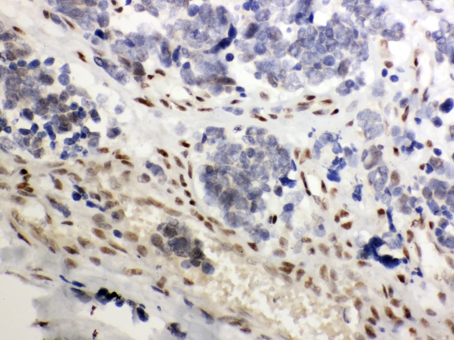 NR3C1/Glucocorticoid Receptor Antibody (aa20-199)