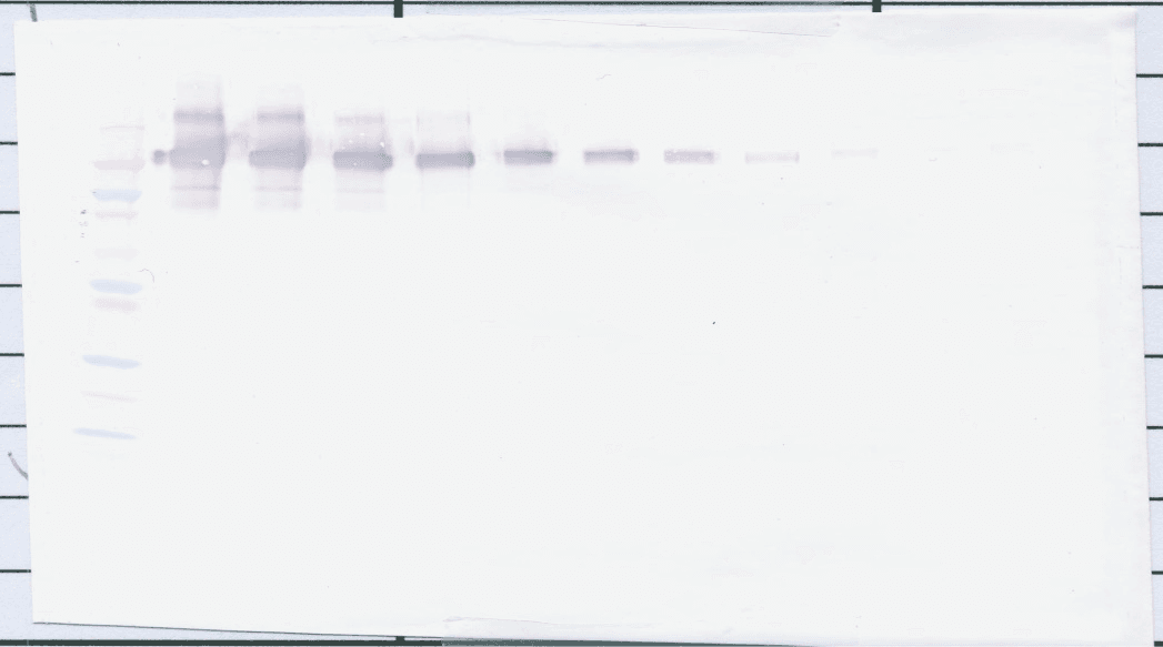 CD274 / B7-H1 / PD-L1 Antibody (Biotin)
