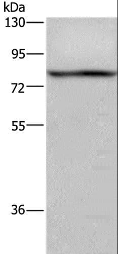 REL / C-Rel Antibody