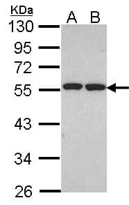 FAF2 / ETEA Antibody (aa383-445)