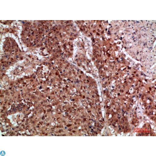 Polyclonal Rabbit anti-Human TRIM69 / Trif Antibody (WB)
