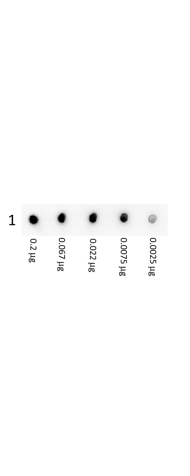 Streptavidin Antibody