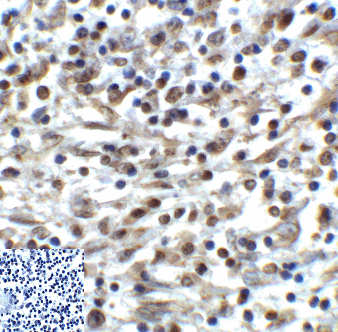 TIGIT Antibody (clone 4A10)