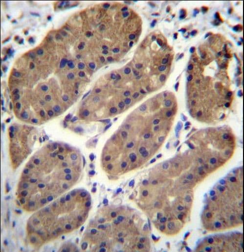 Polyclonal Rabbit anti-Human TMEM181 Antibody (aa112-140, IHC, WB)