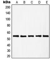 RAD23B / HR23B Antibody (N-Terminus)