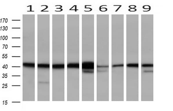 SERPINB6 / PI-6 Antibody (clone OTI1C5, Carrier-free)