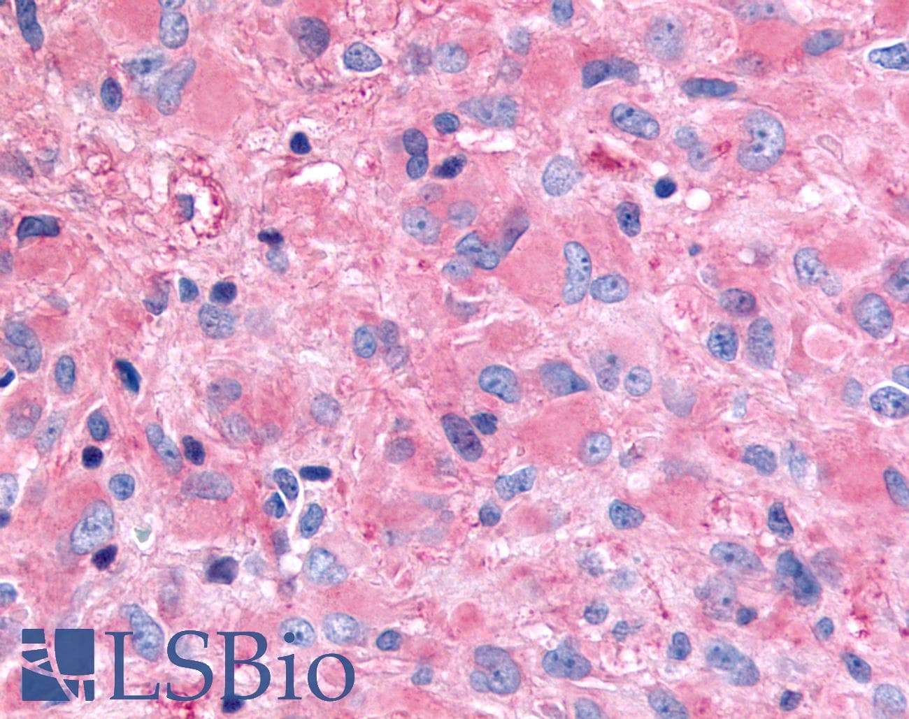PathPlus™ GHSR / Ghrelin Receptor Antibody (N-Terminus)