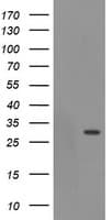 EXOSC3 Antibody (clone OTI4C9)