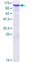 Human GSPT2 Protein (Recombinant GST)