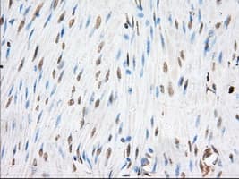 Monoclonal Mouse anti-Human EIF2S1 Antibody (clone OTI1B10, IHC, WB)