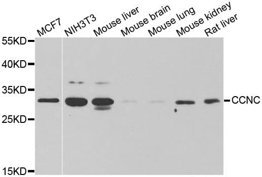 CCNC / Cyclin C Antibody
