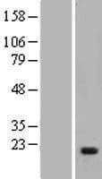 MYLK Protein (Over-Expression Lysate Myc-DDK (Flag))