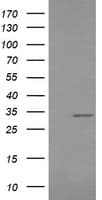 RARRES1 Antibody (clone OTI1D2, Carrier-free)