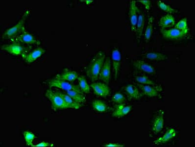 FAM92A1 Antibody