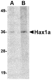 HAX-1 Antibody