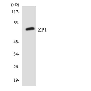 ZP1 Antibody (aa210-259)