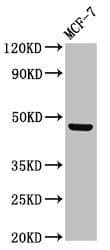 LASS5 Antibody