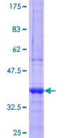 Human PMP70 Protein (Recombinant GST, N-terminus)
