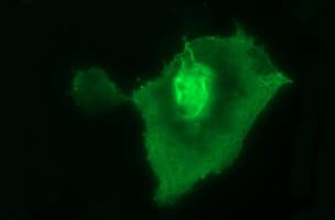 UPRT Antibody (clone OTI1A3)