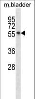 Polyclonal Rabbit anti-Mouse SGK3 Antibody (aa381-409, WB)